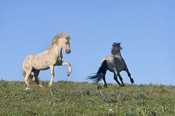 Wild  /  Feral Horse - dominance behavior between stallions - Western U. S. - Summer _D3C8667