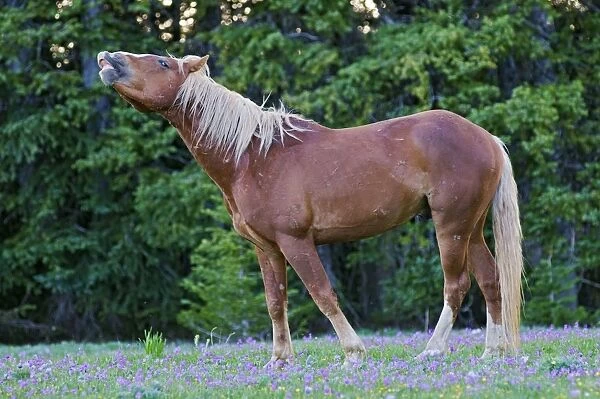 Wild  /  Feral Horse - stallion - smelling - flehmen - Western U. S. - Summer _D3C6388