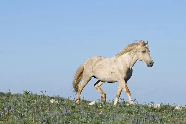 Wild  /  Feral Horse - Western U. S. - Summer _D2C8673