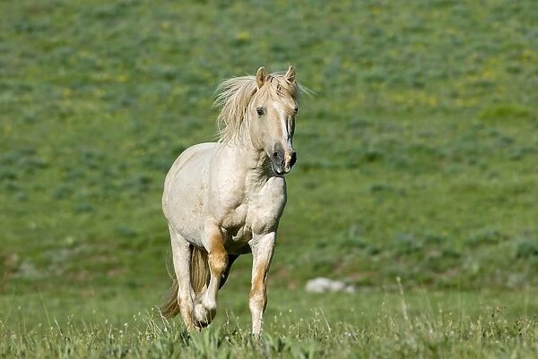 Wild  /  Feral Horse - young stallion running - Western U. S. - Summer _D2A4763