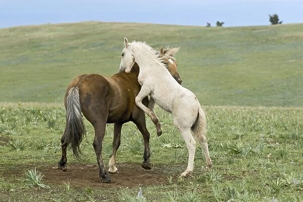 Wild  /  Feral Horses - colt playing with herd stallion - Western U. S. - Summer _D2A5321