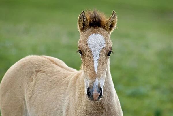 Wild  /  Feral Horses - colt - Western U. S. - Summer _D2A4620