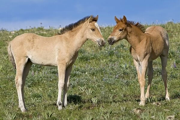 Wild  /  Feral Horses - colt - Western U. S. - Summer _D3C5605