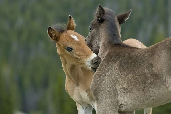 Wild  /  Feral Horses - colt - Western U. S. - Summer _D2A4559