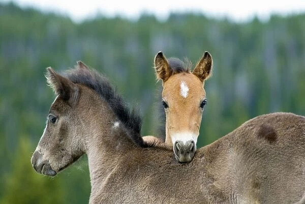 Wild  /  Feral Horses - colts - Western U. S. - Summer _D2A4580