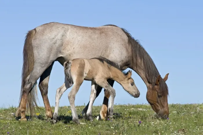 Framed Print : Wild / Feral Horses - mare with colt - Western U. S. - Summer _D3C5225 Framed Print : Wild / Feral Horses - mare with colt - Western U. S. - Summer _D3C5225