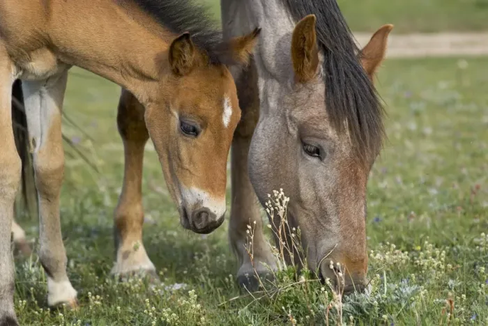 Framed Print : Wild / Feral Horses - mare with colt - Western U. S. - Summer _D2A4409 Framed Print : Wild / Feral Horses - mare with colt - Western U. S. - Summer _D2A4409