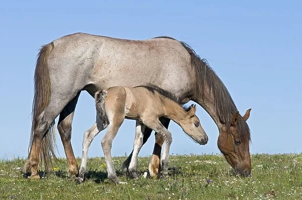 Wild  /  Feral Horses - mare with colt - Western U. S. - Summer _D3C5225