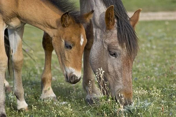 Wild  /  Feral Horses - mare with colt - Western U. S. - Summer _D2A4409