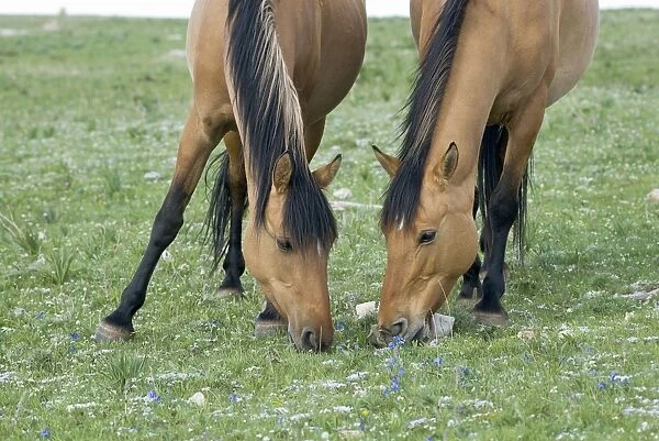 Wild  /  Feral Horses - mares (quite possibly a mother with a grown daughter) - Western U. S. - Summer _D2A4647