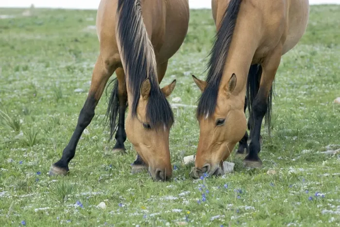 Framed Print : Wild  /  Feral Horses - mares (quite possibly a mother with a grown daughter) - Western U. S. - Summer _D2A4647