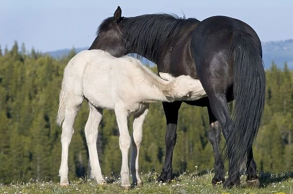 Wild  /  Feral Horses - young feeding - Western U. S. - Summer _D3C5404