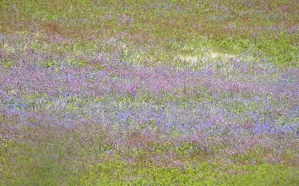 Wild flower meadow - Skomer - UK 007589