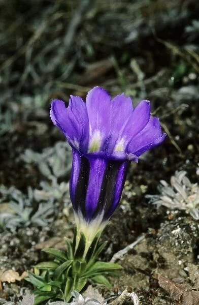 A wild flower (unidentified) on a mountain plateau at 2500 m altitude, typical locally; Sengilen mountain range; June; South Tuva, Russia Tu32. 3109