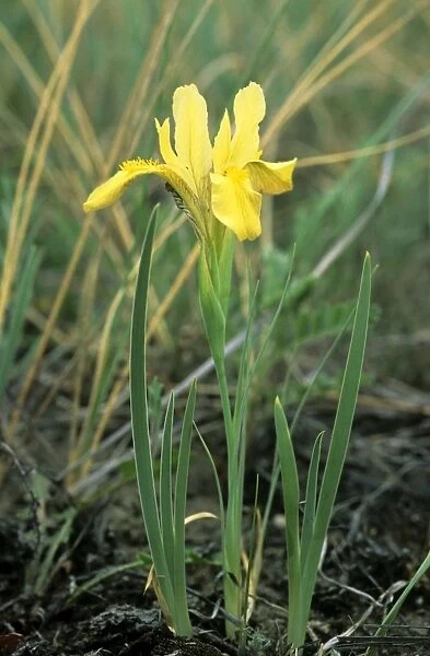 Wild flowering Yellow Iris Valley of river Tes-Hem, June; South Tuva, Russia, near border with Mongolia Tu32. 3026