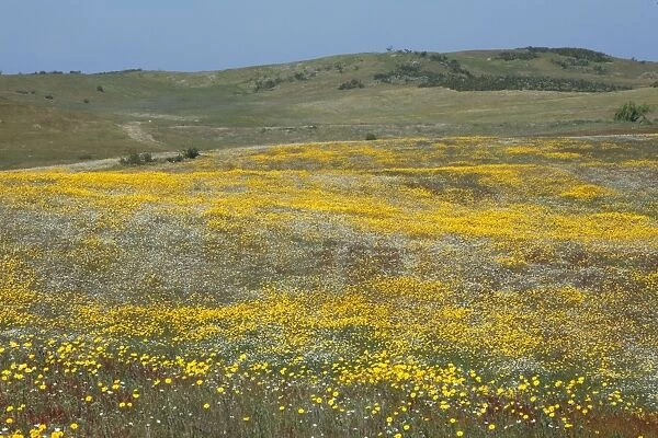 Wild Flowers - covering hill land in spring, Herdade de Sao Marcos Great Bustard Reseve and NP, beside township Castro Verde, Alentejo, Portugal Castro Verde region in Portugal is mineral rich area of mining hills known as a pene plain