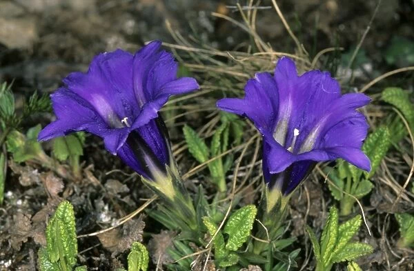 Wild flowers (unidentified) on a mountain plateau at 2500 m altitude Sengilen mountain range; June; South Tuva, Russia Tu32. 3059