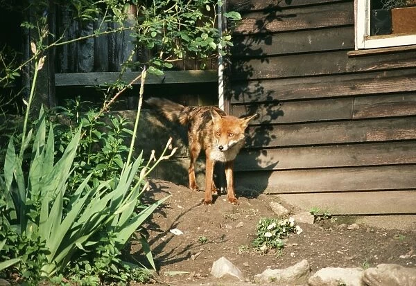 Wild Fox On earth in suburban garden