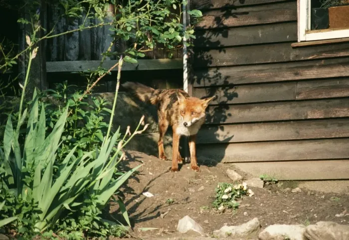 Framed Print : Wild Fox On earth in suburban garden Framed Print : Wild Fox On earth in suburban garden