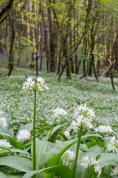 Wild Garlic - in Spring - Duloe Woods, Cornwall, UK