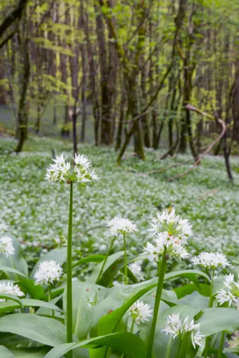 Framed Print : Wild Garlic - in Spring - Duloe Woods, Cornwall, UK Framed Print : Wild Garlic - in Spring - Duloe Woods, Cornwall, UK
