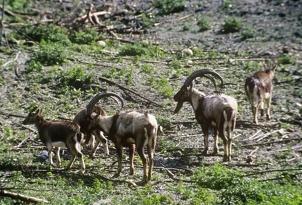 Wild Goat - Cretan Wild Goat herd
