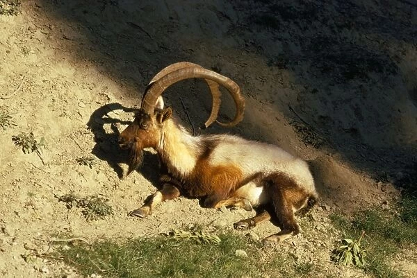 Wild Goat - male Cretan Wild Goat