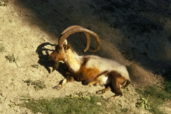 Framed Print : Wild Goat - male Cretan Wild Goat