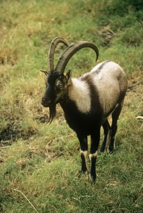 Framed Print : Wild Goat - male Cretan Wild Goat Framed Print : Wild Goat - male Cretan Wild Goat