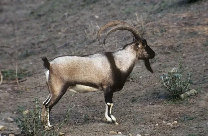 Framed Print : Wild Goat - male Cretan Wild Goat Framed Print : Wild Goat - male Cretan Wild Goat