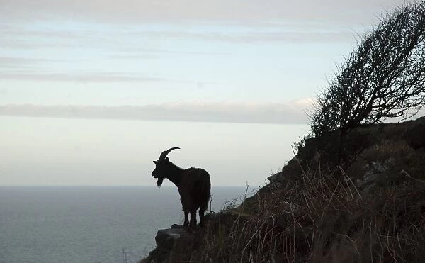Wild Goat - Silhouette with sea in background. Nant Gwertheryn, North Wales, UK