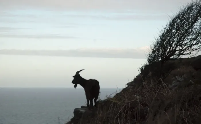 Framed Print : Wild Goat - Silhouette with sea in background. Nant Gwertheryn, North Wales, UK Framed Print : Wild Goat - Silhouette with sea in background. Nant Gwertheryn, North Wales, UK
