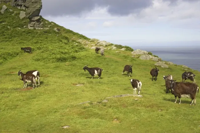 Framed Print : Wild Goats of Lynton Valley of the Rocks, Lynton, Exmoor National Park, Devon, UK MA000085 Framed Print : Wild Goats of Lynton Valley of the Rocks, Lynton, Exmoor National Park, Devon, UK MA000085