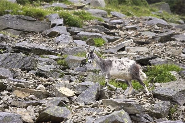 Wild Goats of Lynton - Valley of the Rocks, Lynton, Exmoor National Park, Devon, UK MA000062