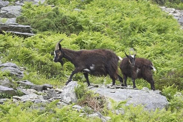 Wild Goats of Lynton Valley of the Rocks, Lynton, Exmoor National Park, Devon, UK MA000052