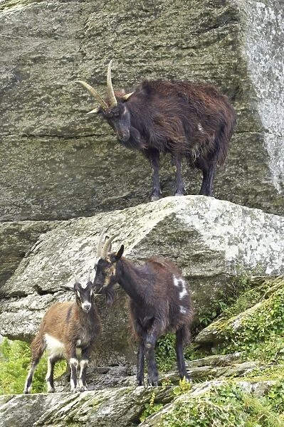 Wild Goats of Lynton Valley of the Rocks, Lynton, Exmoor National Park, Devon, UK MA000077