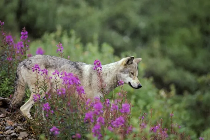Framed Print : Wild Gray Wolf - among fireweed blossoms, Summer. Alaska MW138 Framed Print : Wild Gray Wolf - among fireweed blossoms, Summer. Alaska MW138