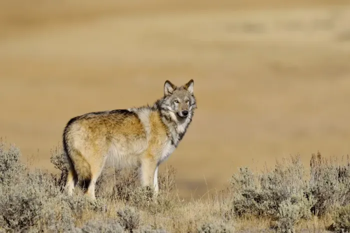 Framed Print : Wild Grey Wolf - about 6 months old - Yellowstone National Park - Wyoming - USA _D3D3390
