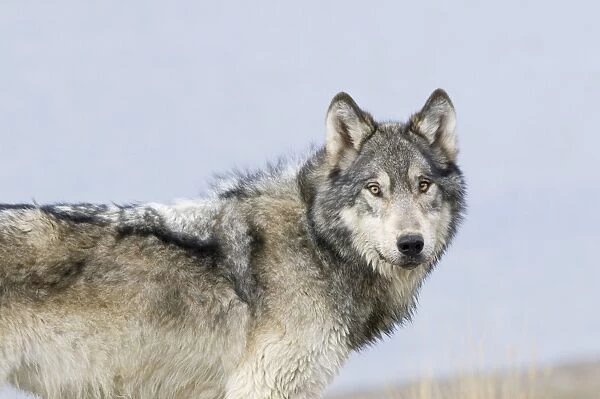 Wild Grey Wolf - autumn - Greater Yellowstone Area - Wyoming - USA _C3C0007