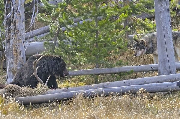 Wild Grey Wolf - and Grizzly Bear at wolf kill