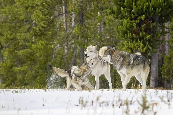 Wild Grey Wolf - in snow - approximately 6 month old pup on left showing submission  / playfulness to adults (creamier wolf is his mother) - Greater Yellowstone - Ecological Area - Montana - USA - Autumn _C3B9829