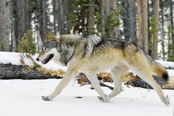 Wild Grey Wolf - in snow - Greater Yellowstone Area - Wyoming - USA _C3B7729