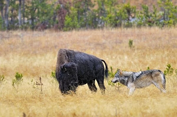 Wild Grey Wolf - trying to take down a Bison cow - Autumn - Yellowstone National Park - Wyoming - USA _D3D3157