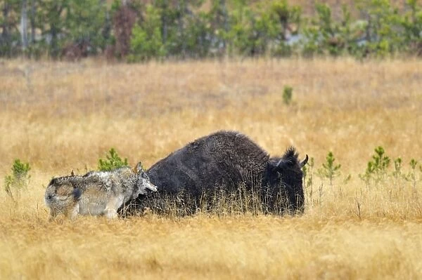 Wild Grey Wolf - trying to take down a Bison cow - Autumn - Yellowstone National Park - Wyoming - USA _D3D3162