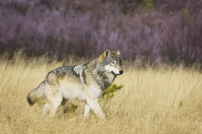 Framed Print : Wild Grey Wolf - walking through grass - Autumn - Greater Yellowstone Ecological Area - Yellowstone National Park - Wyoming - USA _CXA3784 Framed Print : Wild Grey Wolf - walking through grass - Autumn - Greater Yellowstone Ecological Area - Yellowstone National Park - Wyoming - USA _CXA3784