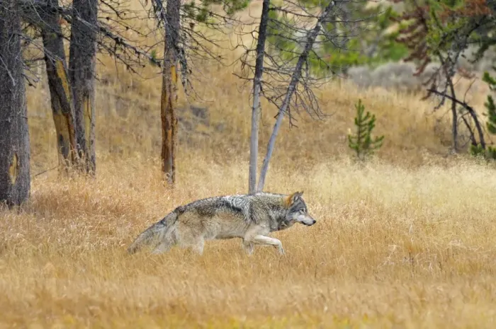 Framed Print : Wild Grey Wolf - walking through grass - Autumn - Yellowstone National Park - Wyoming - USA _D3D3188 Framed Print : Wild Grey Wolf - walking through grass - Autumn - Yellowstone National Park - Wyoming - USA _D3D3188