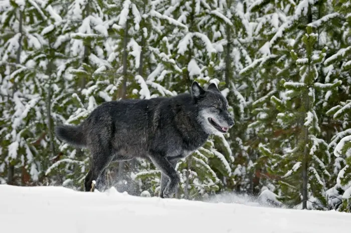 Framed Print : Wild Grey Wolf - walking in snow - Yellowstone National Park - Wyoming - USA _D3D3580 Framed Print : Wild Grey Wolf - walking in snow - Yellowstone National Park - Wyoming - USA _D3D3580