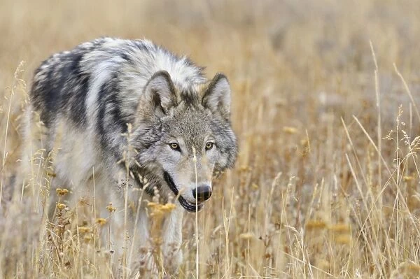 Wild Grey Wolves - autumn - Greater Yellowstone Area - Wyoming - USA _C3B7904