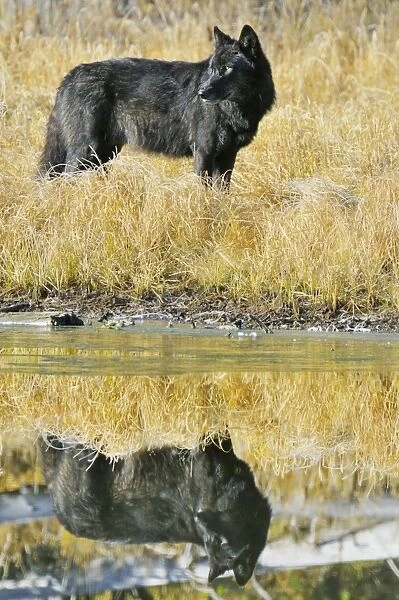 Wild Grey Wolves - black color phase - with reflection - autumn - Greater Yellowstone Area - Wyoming - USA _C3B8677