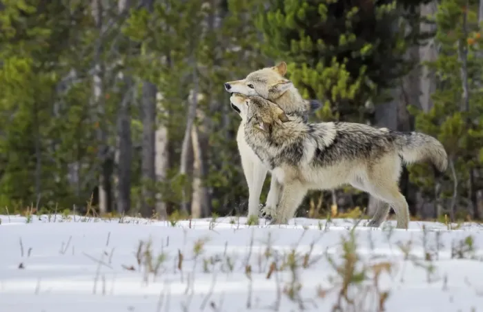 Framed Print : Wild Grey Wolves - greeting in snow - closer wolf is approximately 6 months old pup greeting his mother - Greater Yellowstone Ecological Area - Wyoming - USA _C3B9844 Framed Print : Wild Grey Wolves - greeting in snow - closer wolf is approximately 6 months old pup greeting his mother - Greater Yellowstone Ecological Area - Wyoming - USA _C3B9844